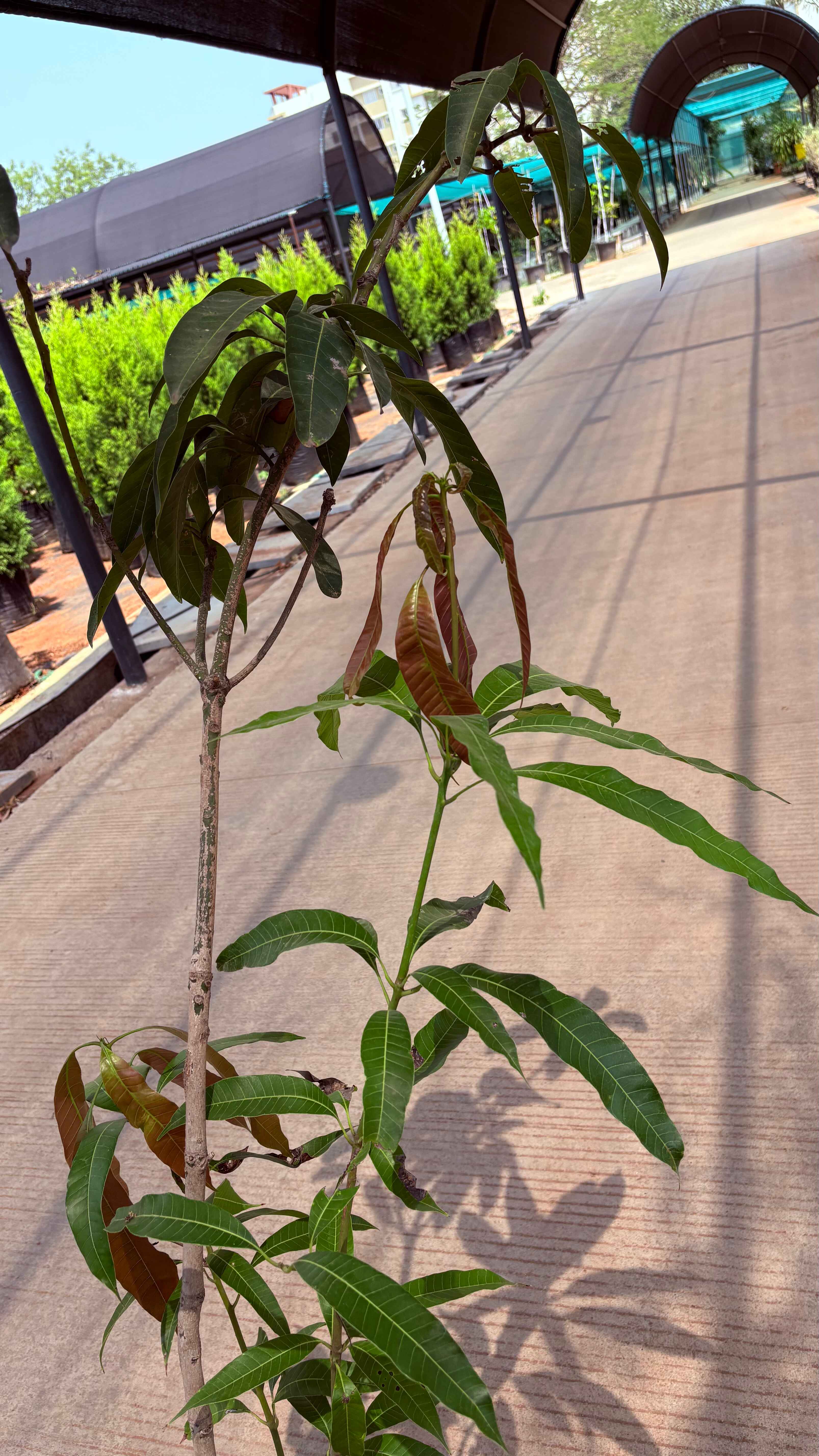 Tothapuri mango
